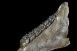 Fossil Horse (Equus) Jaw - River Rhine, Germany #123492-6